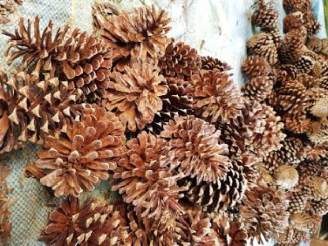 Pokok Nenas Batu Mesir Original Shopee Malaysia