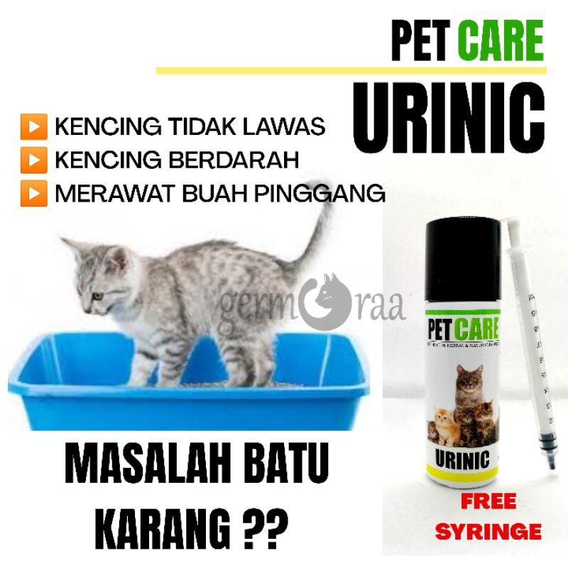 Ubat Batu Karang Kucing Kencing Berdarah Lawas Kencing Merawat Buah Pinggang Saluran Kencing Kidney Urinary