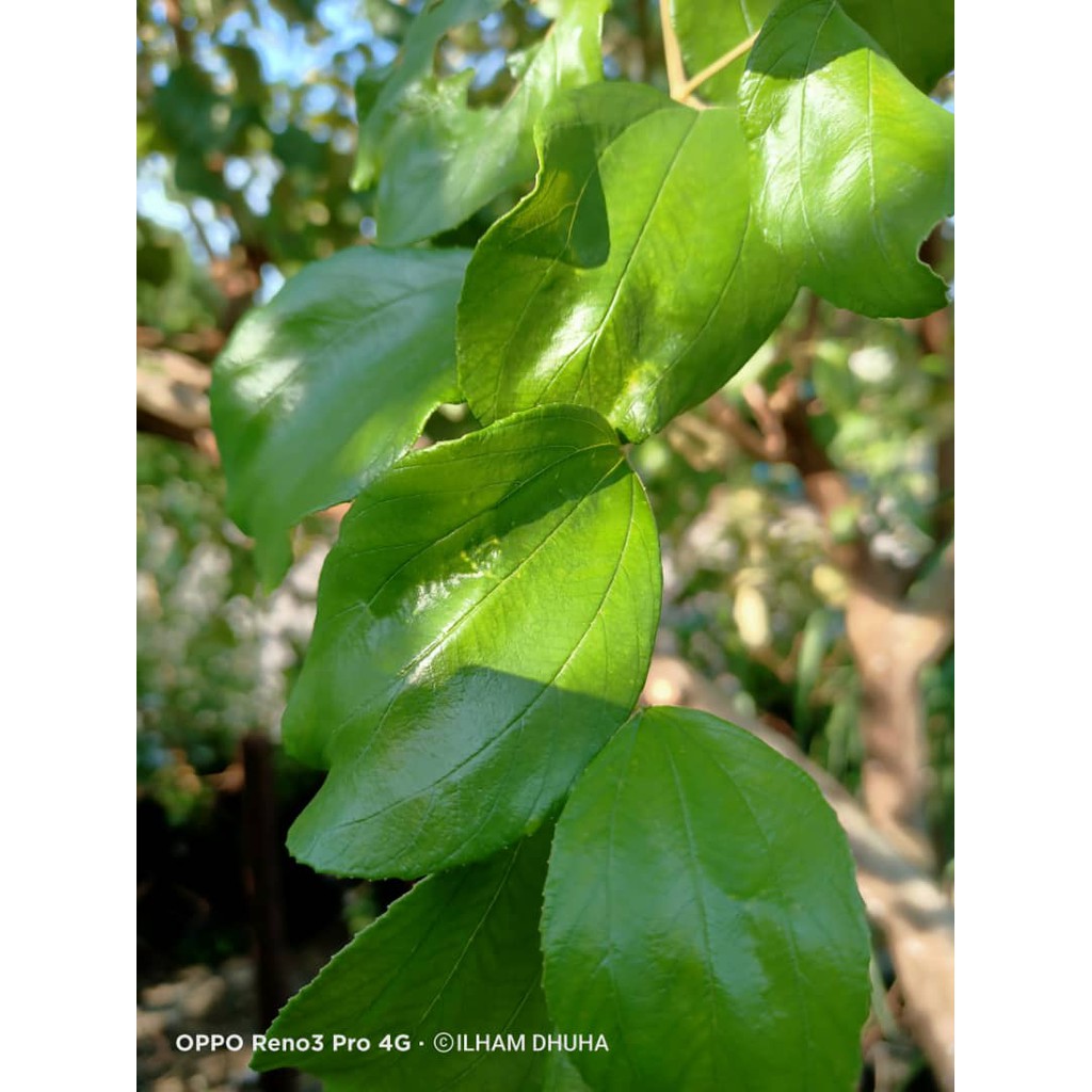 Buy Daun Bidara Fresh 50gm Daun Fresh Order Baru Petik Daun Bidara Bidara Seetracker Malaysia
