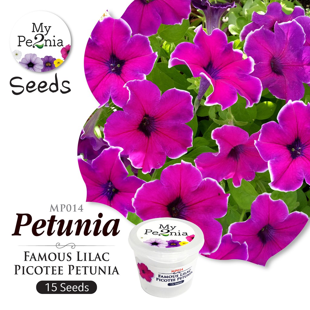 Petunia Seeds - Famous Lilac Picotee Petunia (15 Seeds) | Shopee Malaysia