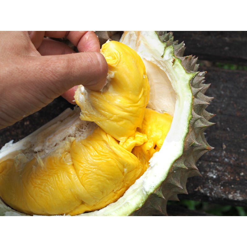 Durian duri hitam vs musang king