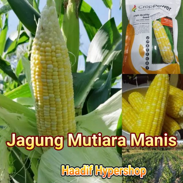 🌽READY STOCK🌽40 Biji BENIH JAGUNG MUTIARA MADU MANIS / SWEET 