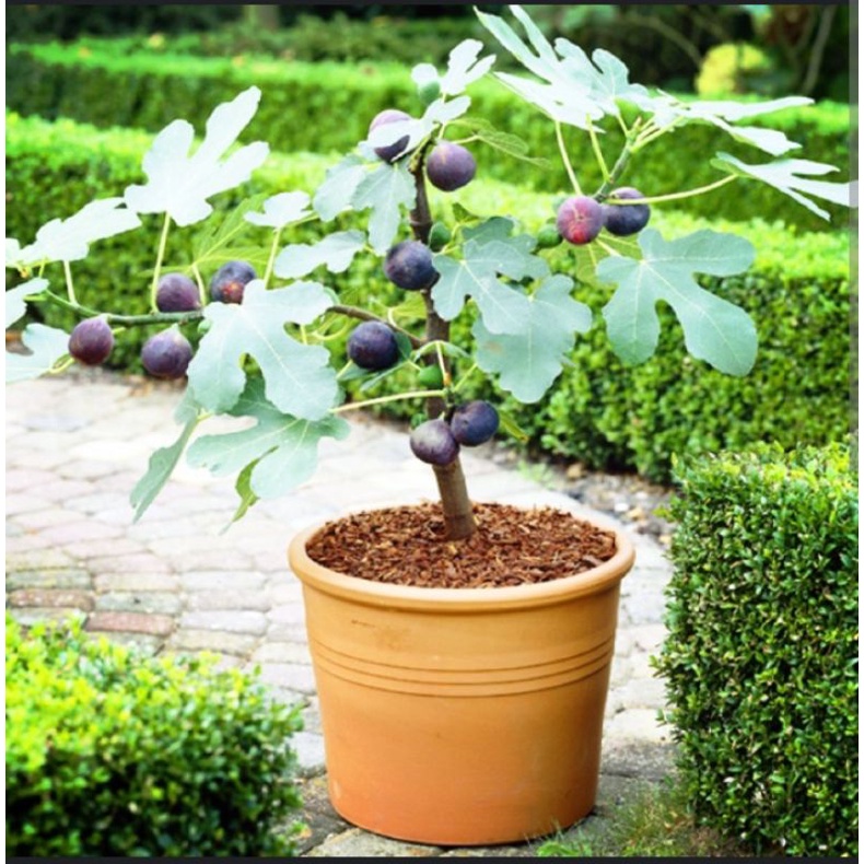 POKOK Buah Tin / cepat ber buah. | Shopee Malaysia