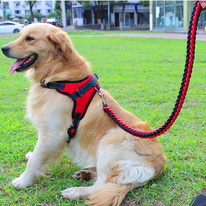 puppy walking harness