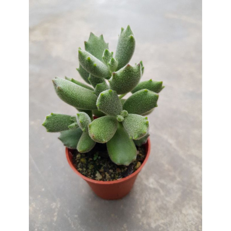 Live Succulent Plant Pot Size 5cm Ready Stock 多肉植物猫爪 Shopee Malaysia