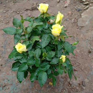 Anak Pokok Bunga Ros Yellow(Kuning)/Danish Rose | Shopee Malaysia