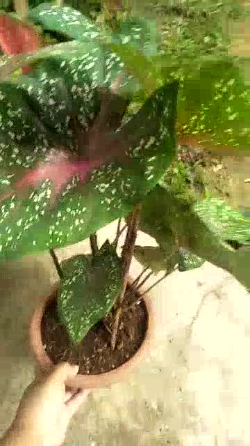Buy Real Live Plant Keladi Viral Pokok Stabil Seetracker Malaysia