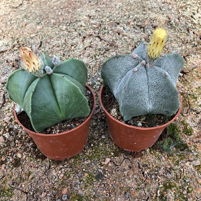 五角鸾凤玉大颗开花实生仙人球稀有绿植多肉植物防辐射盆栽花卉 Shopee Malaysia