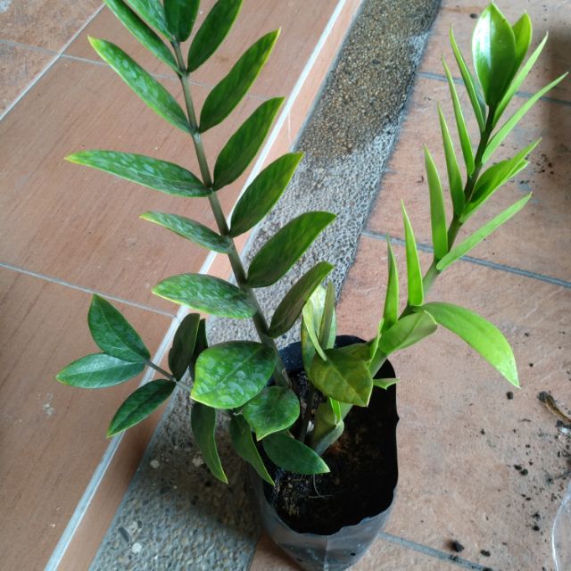 Real Life Plant Zz Plant Zamioculcas Zamiifolia Pokok Zanzibar Gem Zz Plant Shopee Malaysia