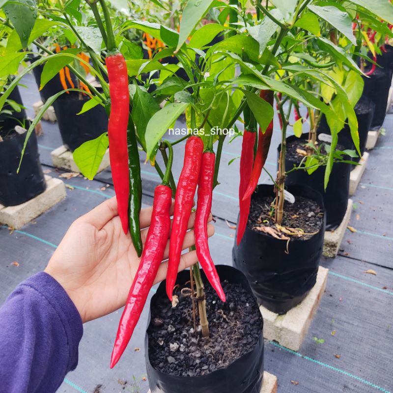 Benih Cili Besar Kulai Hybrid Chilli Seeds Chili Seed 25pcs Biji