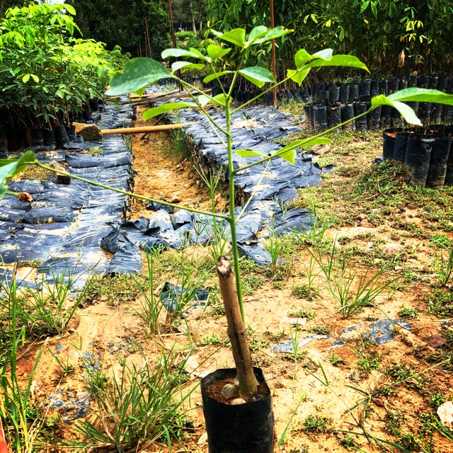 Anak Benih Getah Berpolibag Pokok Getah Pb350 Pb314 Rrim3001 Shopee Malaysia