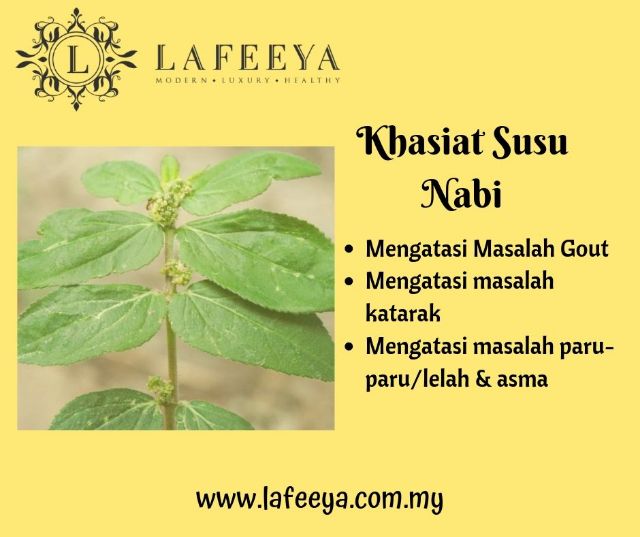 Lafeeya Blend Rawat Gout Healthy Juice Dari Pokok Susu Nabi Shopee Malaysia