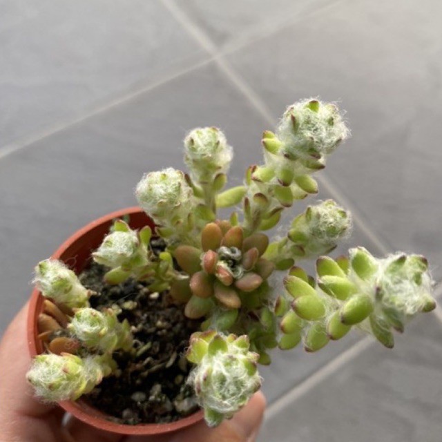 Succulent多肉植物 毛球马齿苋锦portulaca 5 5cm B Pot Shopee Malaysia