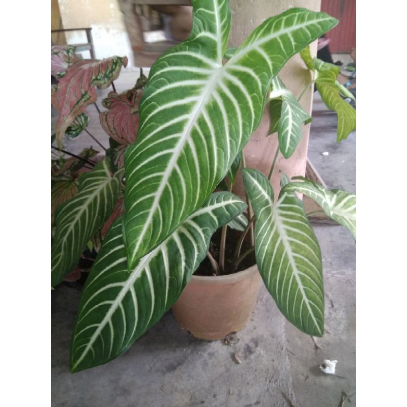 Buy Keladi Ledinii Zebra Seetracker Malaysia