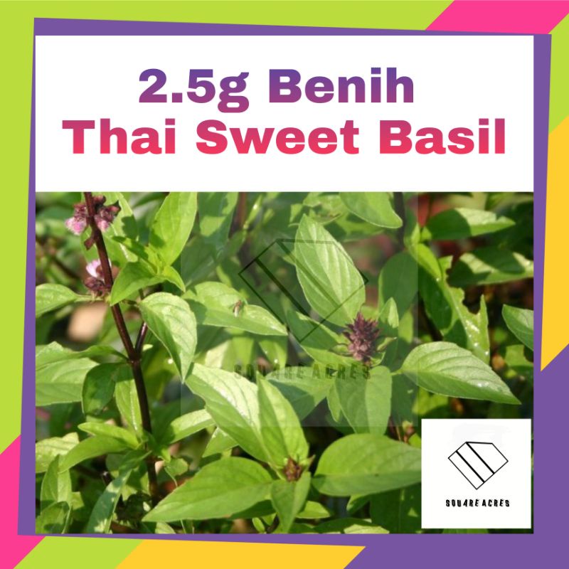 2.5g Biji Benih Thai Sweet Basil Kemangi | Shopee Malaysia