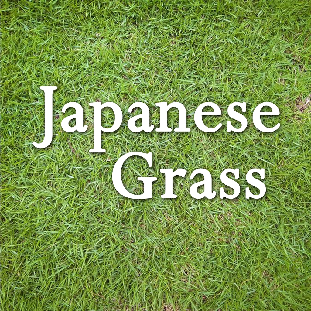 Rumput Jepun Japanese Grass Real Grass Rumput Hidup Pembekal Rumput