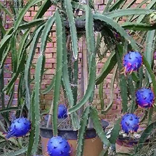 Elwyn 50 Blue Dragon Fruit Seedsr1 Shopee Malaysia