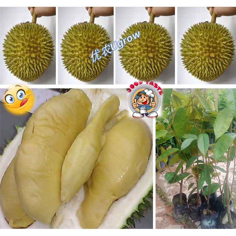 Tips Dan Panduan Untuk Menanam Pokok Durian Carigold Forum