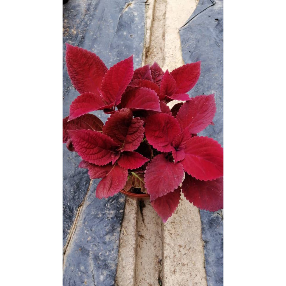 Pokok Hati Hati Coleus 彩叶 Pot Size 120 Mm
