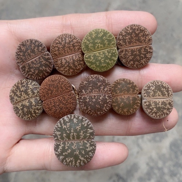 Buy Lithops Lesliei Colourful Lithops Live Plant Real Plant Pplithops Succulent生石花紫勋紫熏pp生石花石头玉石头植物屁屁花石头玉 Seetracker Malaysia