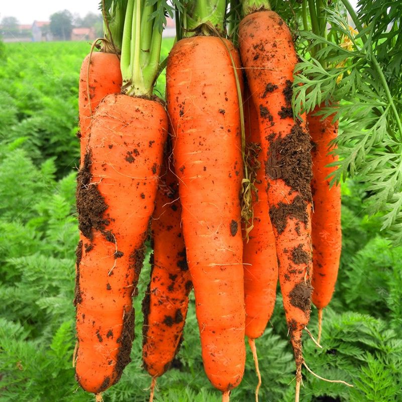 Benih Lobak Merah 100pcs/Carrot Seed/红萝卜菜籽