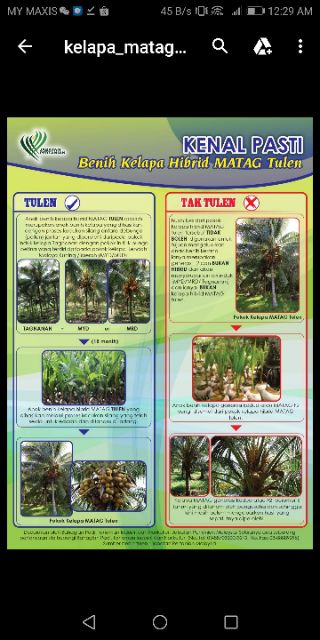Coconut seedling MATAG F1 limited perchase pokok kelapa terbaik 最 