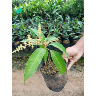 mangga harum manis /mempelam harum manis / pokok mangga harum 