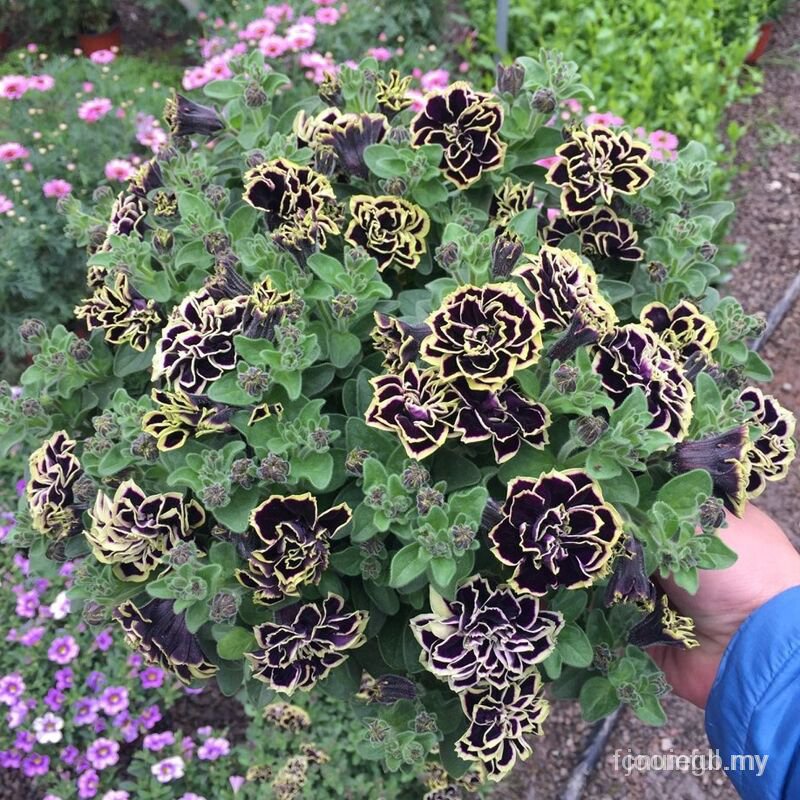 Versatile Premium Petunia Balcony Garden Flowers Pots 10pcs Seeds (Indoor/Outdoor) Code 3iP4



 Multi - Image 4