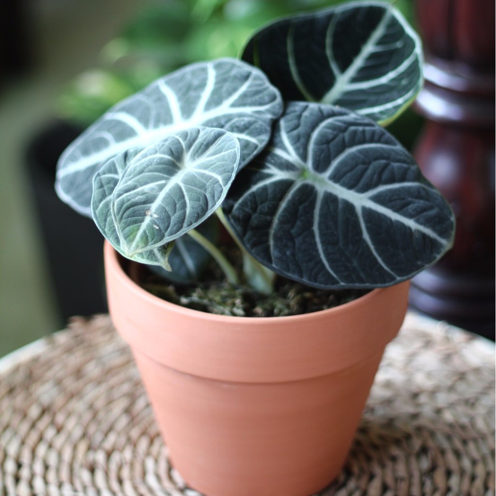 Real In outdoor Alocasia  Polly Alocasia  Bambino 