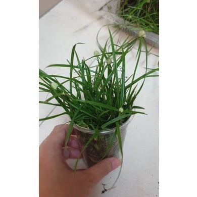 Buy kylinga breufolia/ rumput helikopter/ rumput pendul/ ubat 