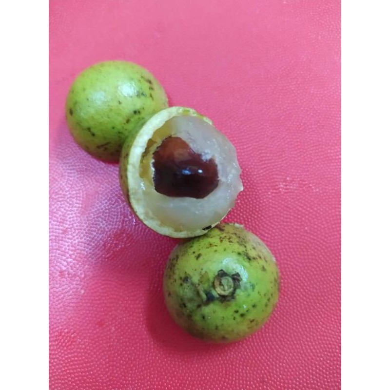 Pokok matoa buah hijau  Shopee Malaysia