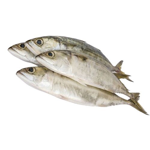 Ikan Kembung Batu 500 Gram Shopee Malaysia