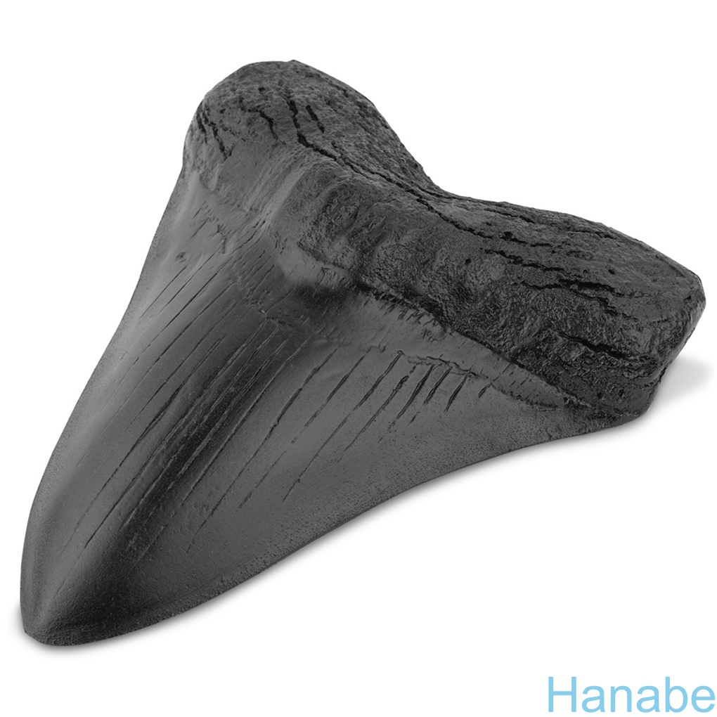 HB-Shark Teeth Resin Easy Clean Realistic in Shape Specialties Fossil ...