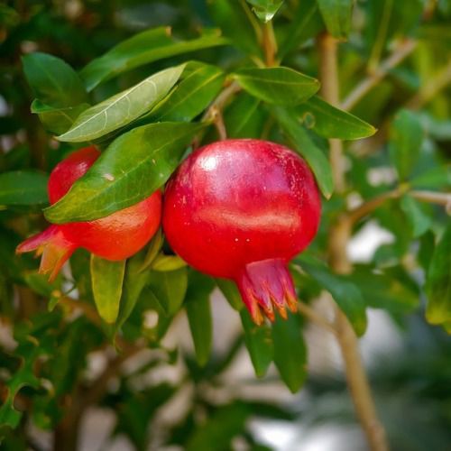 Pomegranate Sapling Anak Pokok Delima Hybrid Live Plant Shopee