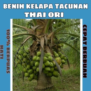 ✓BENIH KELAPA TACUNAN ORIGINAL 100%✓ F1 !!!!  Shopee Malaysia