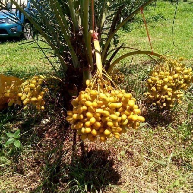 pokok kurma di malaysia