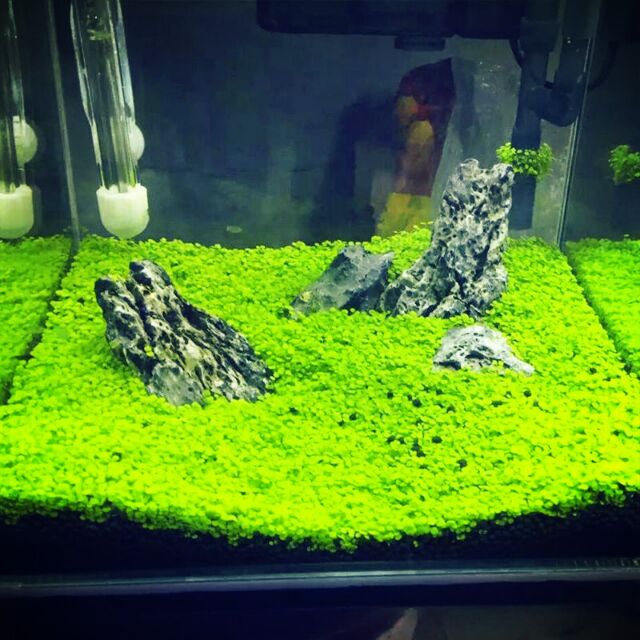 fish tank grass mat