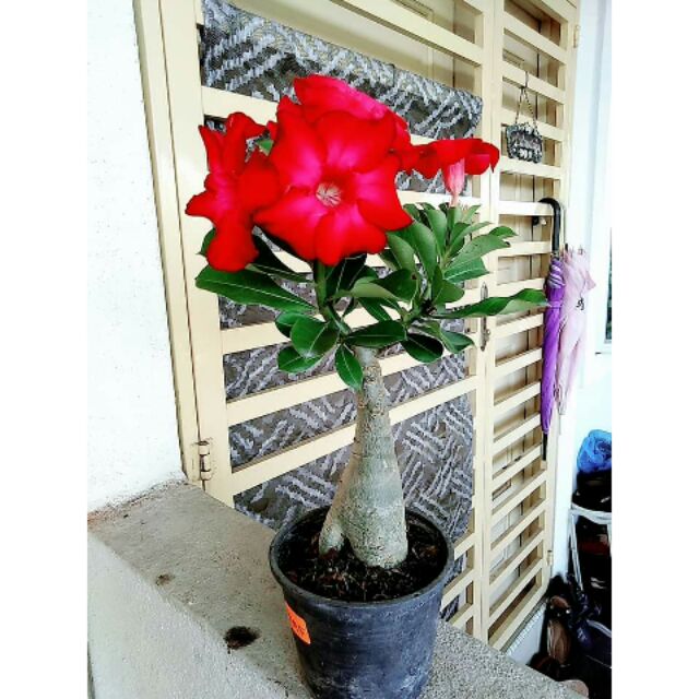 Adenium Taiwan红财神台湾富贵花 Shopee Malaysia