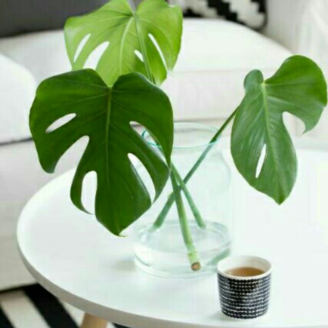 Real Indoor Houseplant Deco Monstera Borsigiana Delisiosa Cutting Leaf Shopee Malaysia