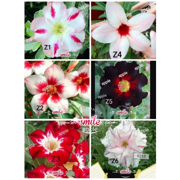 Buy Adenium Seeds富贵花种子 沙漠玫瑰种子bunga Kemboja Benih Fresh Seed Taiwan Seed 单瓣或重瓣花种子 Seetracker Malaysia