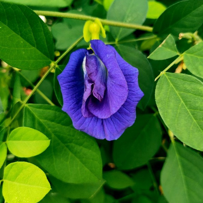 Buy Ready Stock Clitoria Ternatea Multi Layer Butterfly Pea Flower Blue Pea Flower 10 Seeds 重瓣 蝶豆花 10颗种子 Seetracker Malaysia