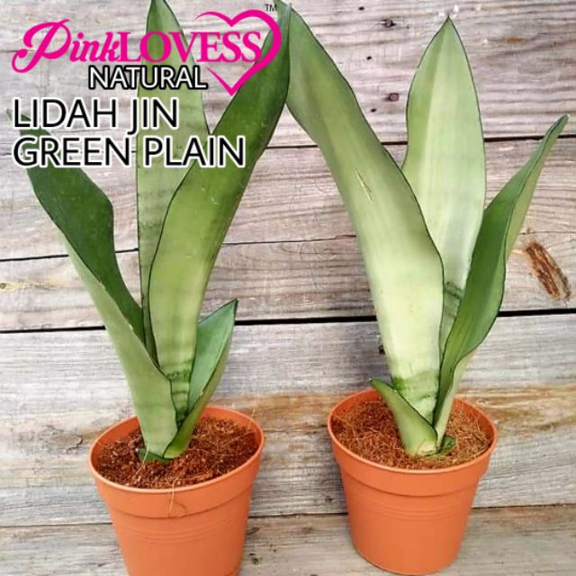 Ready Stock Lidah Jin Lidah Mentua Spesis Green Plain Pokok Hidup Sangat Cantik Untuk Hiasan Indoor Dan Outdoor Shopee Malaysia