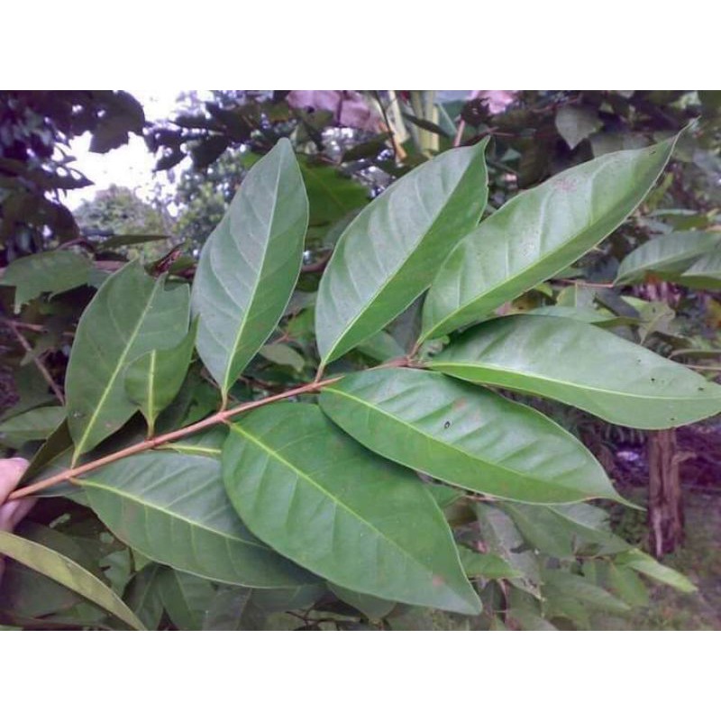anak pokok Salam Indonesia [bay leaf indonesia] [real plant] Shopee