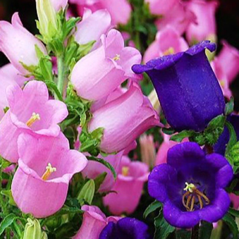 Ready Stock Biji Benih Bunga Campanula Warna Campur Flower seeds ...