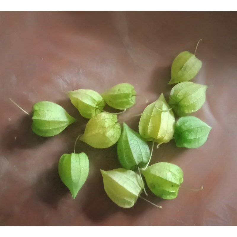 buah letup , buah letop baik untuk stroke