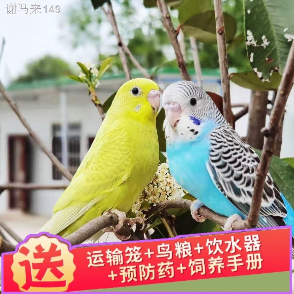 Pengiriman Percuma Haiwan Peliharaan Hidup Budgerigar Burung Hidup Burung Kecil Burung Muda Berbicara Latihan Burung Hi Shopee Malaysia