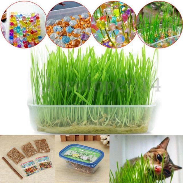 Organic Pet Cat Grass Seed Set Crystal Ball and Nutrient Soil Growing Tray Box Shopee Malaysia