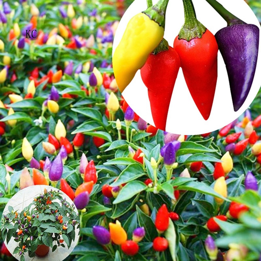 Kc 20pcs Multicolor Chili Seeds Pepper Garden Plant Organic