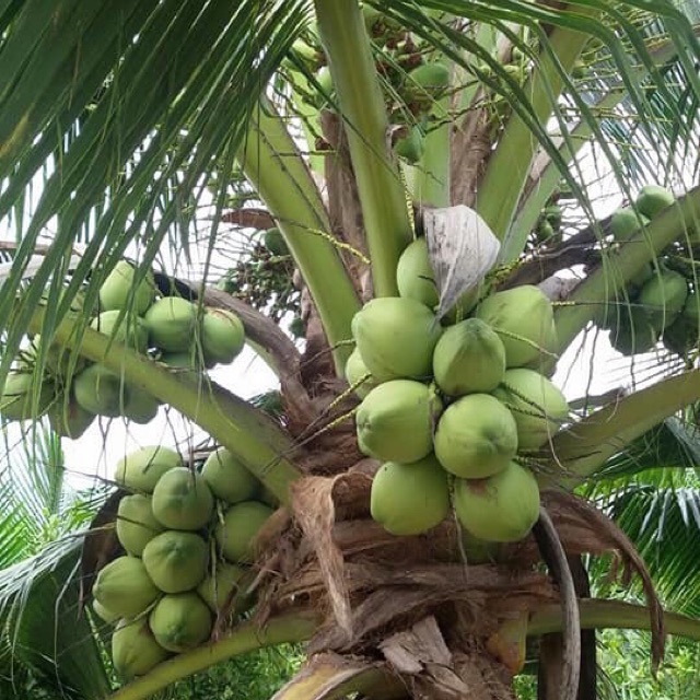 Baja Pokok Kelapa Matag 1kg Shopee Malaysia