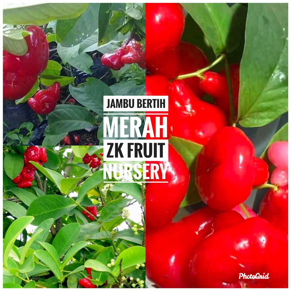 Anak pokok jambu bertih merah cepat berbuah Shopee Malaysia Anak pokok jambu bertih merah cepat berbuah Shopee Malaysia
